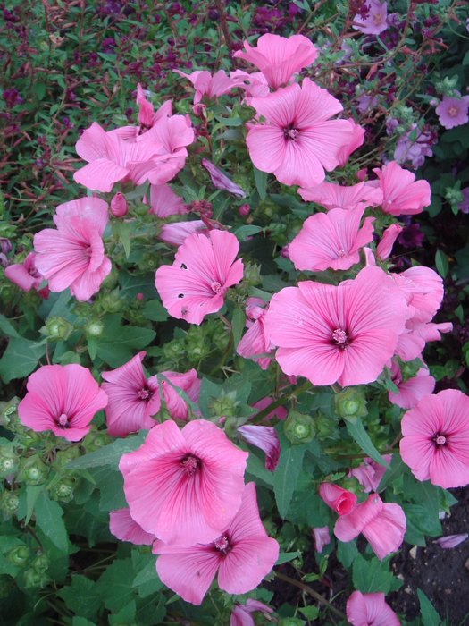Lavatera trimestris 'Twins Hot'